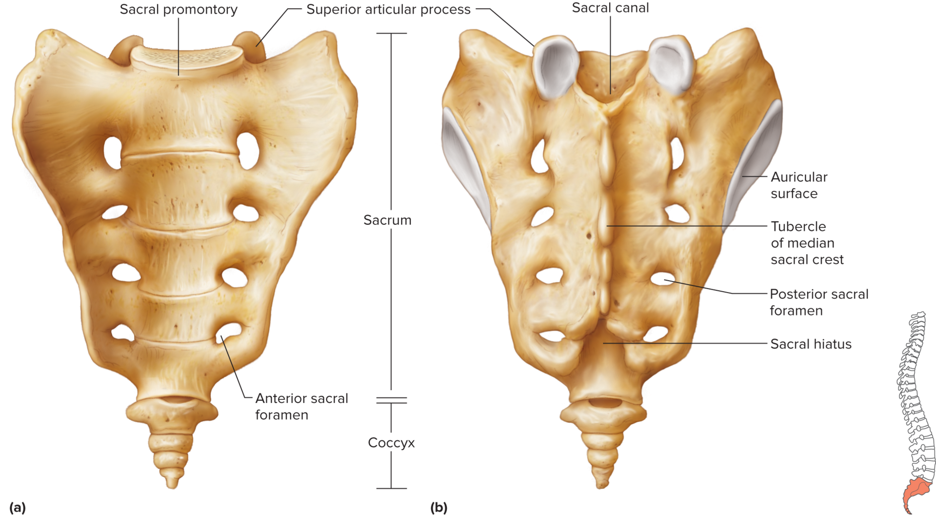 <p>triangular structure composed of five fused vertebrae that forms the base of the vertebral column</p><p>spinous processes of these fused bones form a ridge of tubercles</p><p>to the sides of the tubercles are rows of openings, the posterior sacral foramina, which nerves and blood vessels pass through</p>