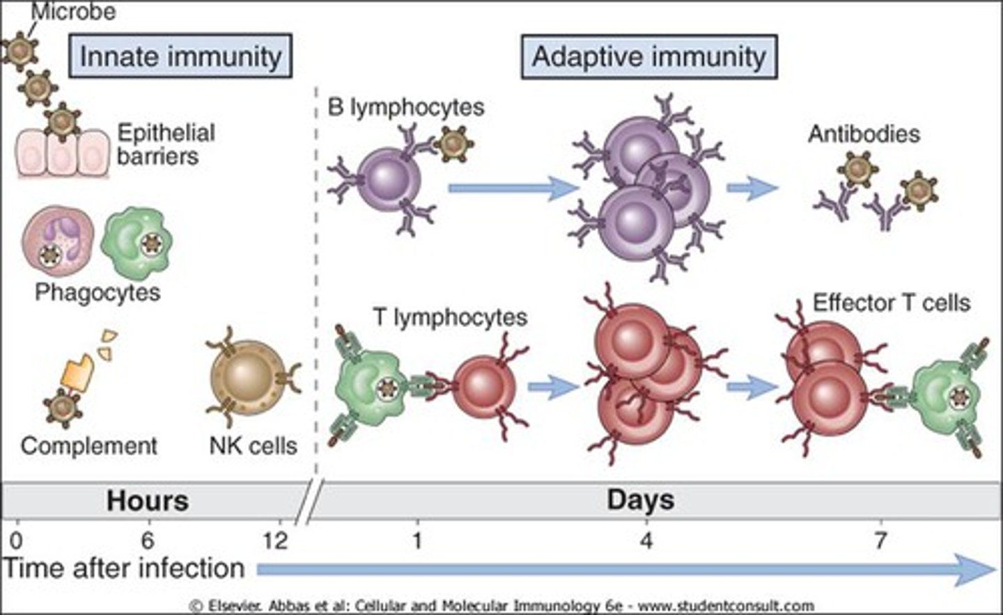 <p>acquired over time, built.</p><p>stronger response after exposure, memory of pathogen.</p>