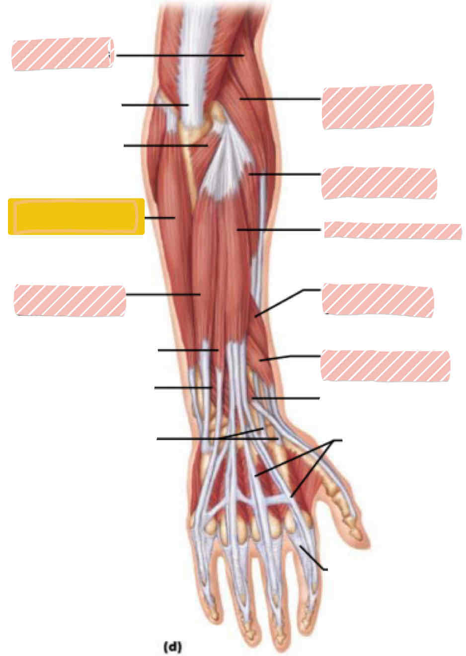 <p><span>Posterior arm</span></p>
