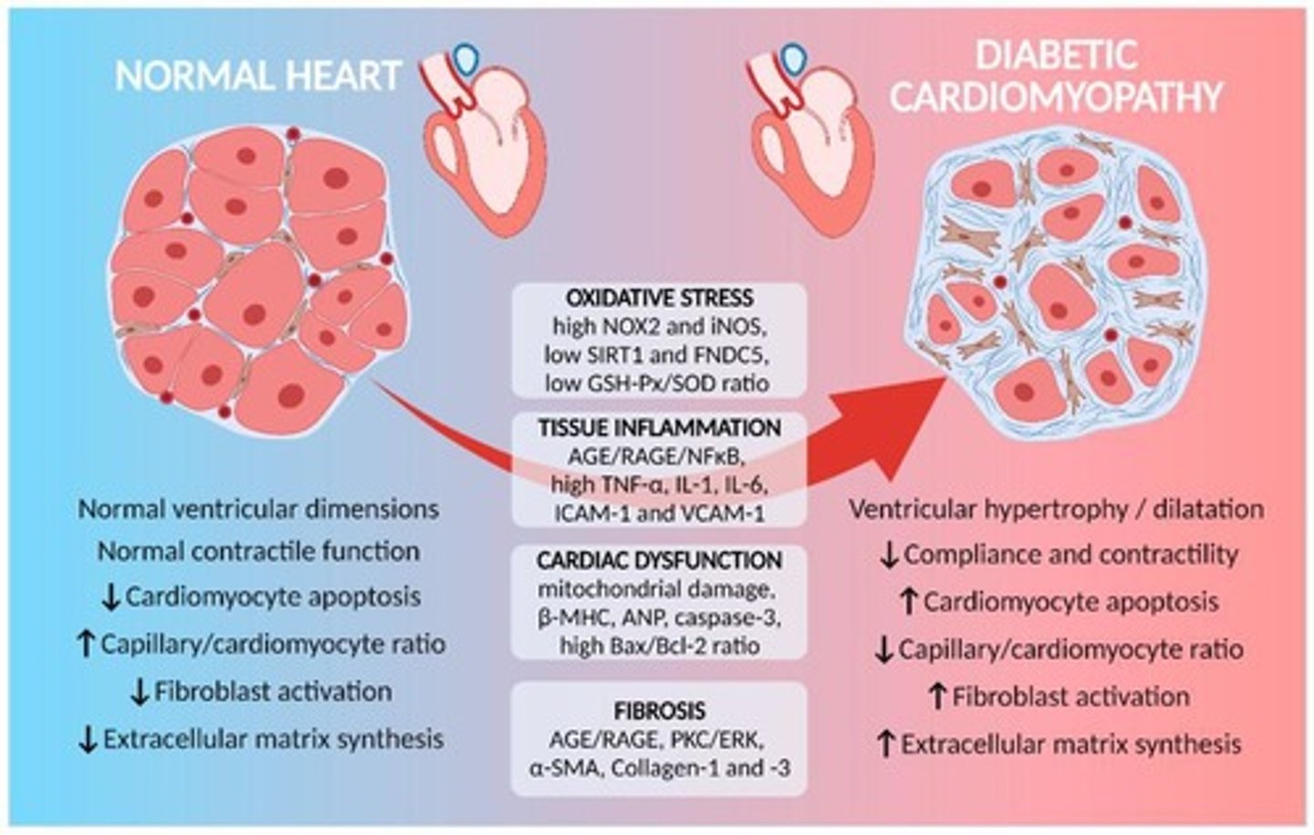 <p>Cause: High blood sugar increases oxidative stress and inflammation in the heart. ECM Changes: Excessive collagen I and III deposition → myocardial fibrosis. Reduced elastin → loss of flexibility, leading to heart failure with preserved ejection fraction (HFpEF).</p>