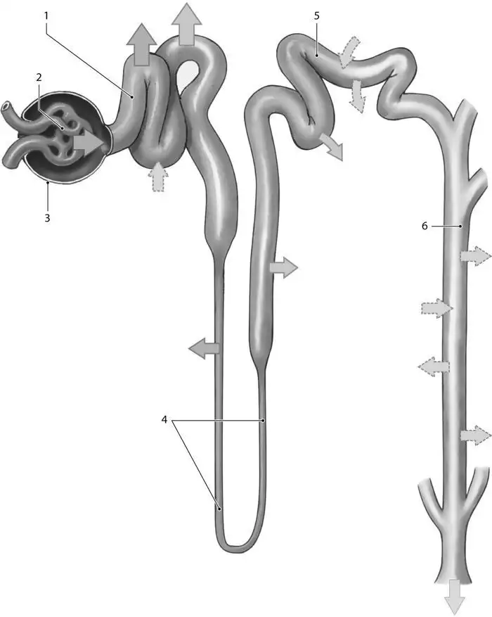 <p>What physiological process occurs at the structure labeled &quot;2&quot;?</p>