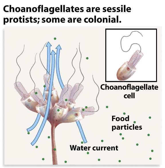 <p>Currents set up by flagellar action carry food particles into collar, trapped and carried down to cell</p>