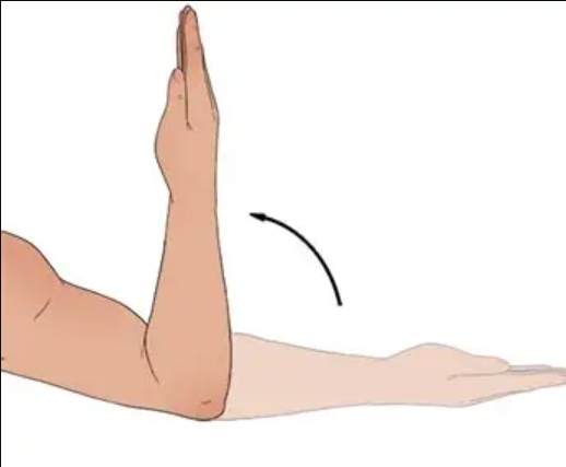 <p>a movement that decreases the angle between 2 articulating, the opposite of extension</p>