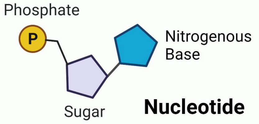 <p>nukleozidų ir fosforo rūgšties esteriai. Fosforilo grupė gali būti prijungta prie hidroksigrupių, esančių prie 2’,3’,5’ C atomų.</p>
