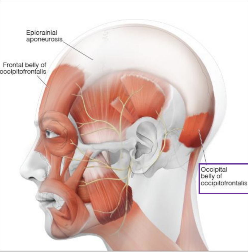 <p><strong>Occipitalis - Origin &amp; Insertion</strong></p>