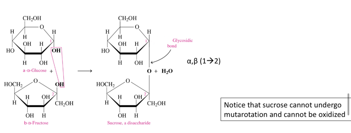 <p>Because both its anomeric carbons are involved in the glycosidic bond </p>