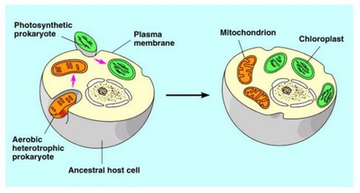 <p>Mitochondria and chloroplasts derived from prokaryotes that were taken up by a larger cell. Mitochondria- orginially heterotrphic bacteria. Chloroplasts- originally cyanobacteria. After in host cell, bacteria and host begin to live together cooperatively.</p>