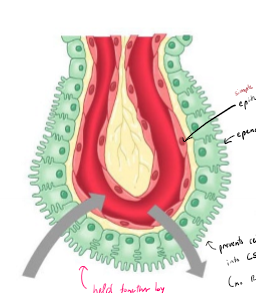<p>Describe ependymal cells in the brain</p>