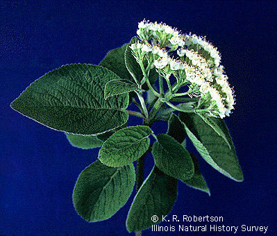 flat-topped, youngest flower in center, indeterminate

