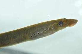 <p>-lampreys</p><p>-47 spp.</p><p>-marine, freshwater, and anadromous spp.</p><p>-no jaws, paired fins, scales or vertebrae </p><p>-jawless parasites of fish or non feeding adults with vestigial digestive tracts (brook lampreys)</p><p>-7 pairs of gills</p><p>-ventral heart with atrium and ventricle leading forward to gills </p><p>-dioecious with external fertilization </p><p>-filter feeding <strong>ammocoete</strong> larva</p><p>→chemical larvicides in Great Lakes</p>