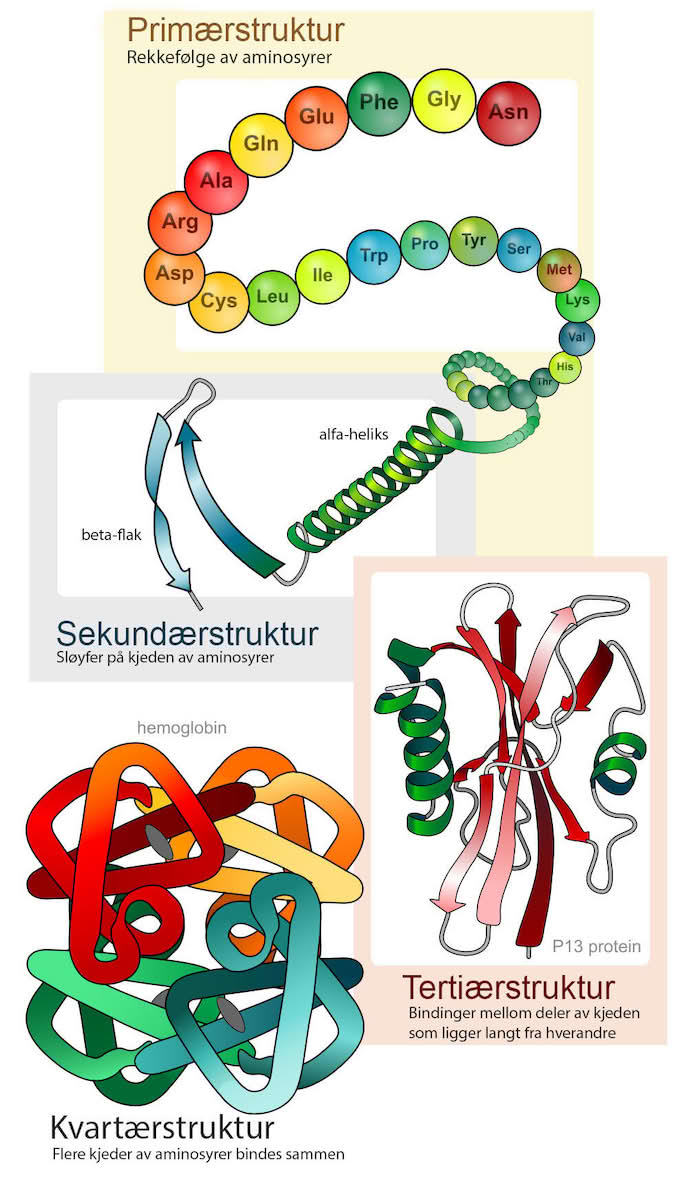 <p>Primær-, sekundær-, tertiær- og kvarternær struktur</p>