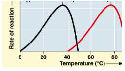 <p>-each enzyme has a certain optimal temperature -as temp increases the particles move faster and bump into one another much more -more reactions happen and as a result the rate of reaction increases exponentially -the top of the curve is the max rate and the optimal temp -as the temp goes over the optimal temp the protein starts to denature and can’t catalyze anymore -optimal temp: the maximum point on the graph, the temp where the rate of reaction is highest</p>