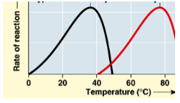 -each enzyme has a certain optimal temperature 
-as temp increases the particles move faster and bump into one another much more
-more reactions happen and as a result the rate of reaction increases exponentially
-the top of the curve is the max rate and the optimal temp
-as the temp goes over the optimal temp the protein starts to denature and can’t catalyze anymore
-optimal temp: the maximum point on the graph, the temp where the rate of reaction is highest

