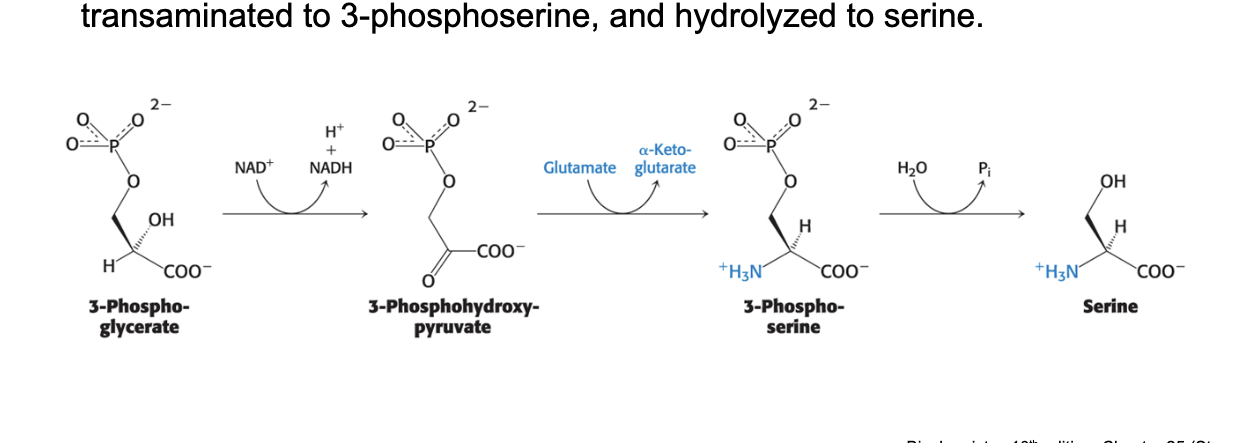 <p><strong>3-phosphoglycerate</strong> is the precursor of serine synthesis</p><ul><li><p>serine is synthesized from the glycolytic intermediate 3-phosphoglycerate</p></li><li><p><strong>3-phosphoglycerate</strong> is <u>oxidized </u>to <strong>3-phosphohydroxypyrvuate</strong> → <u>transaminated</u> to <strong>3-phosphoserine</strong> → <u>hydrolyzed</u> to <strong>serine</strong></p></li></ul><p></p>
