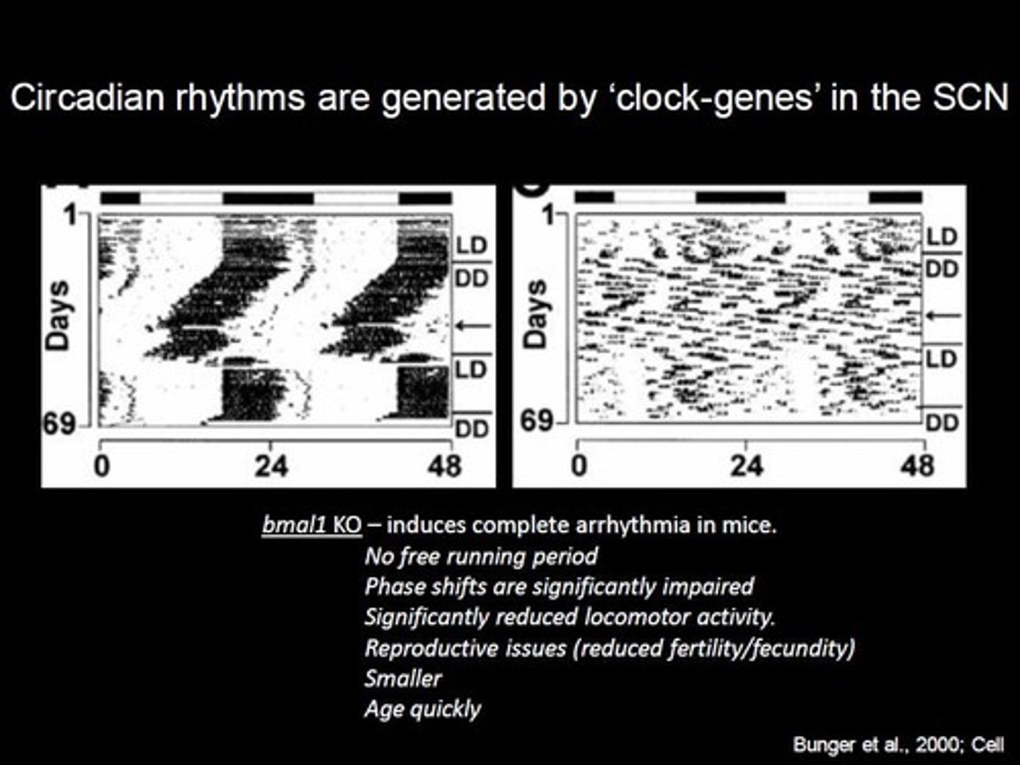 <p>Mice lacking clock genes exhibit metabolic deficits.</p>