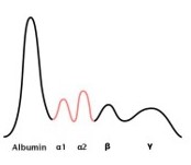 increased alpha zones; acute inflammation
