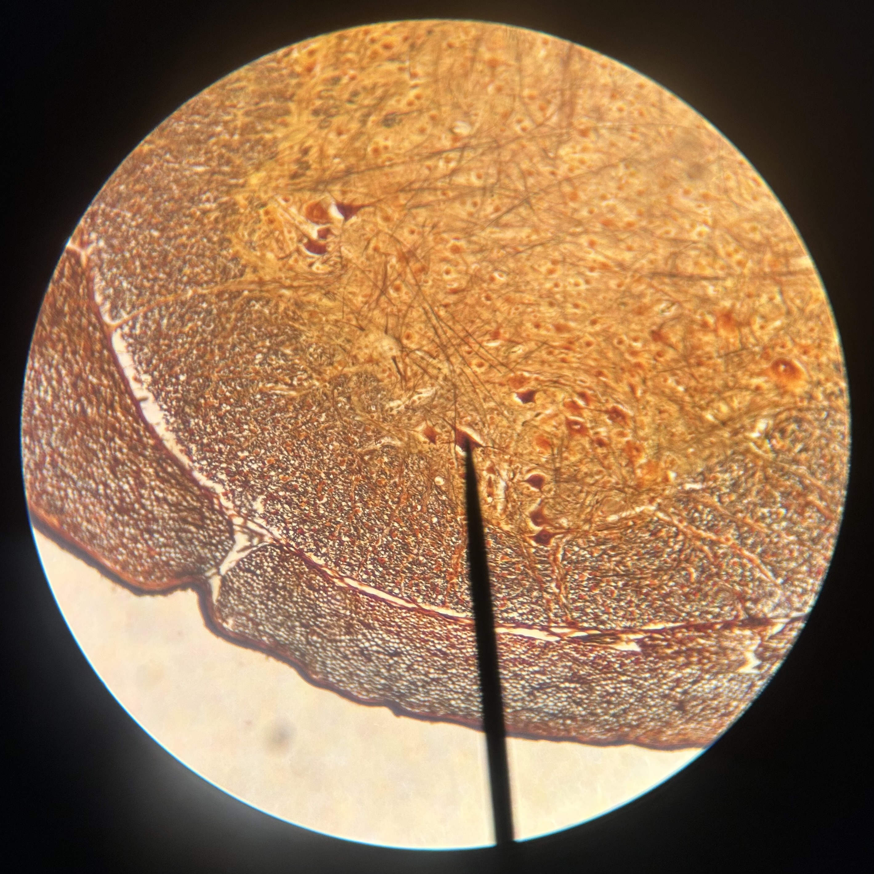 <p>What structure is shown?</p>