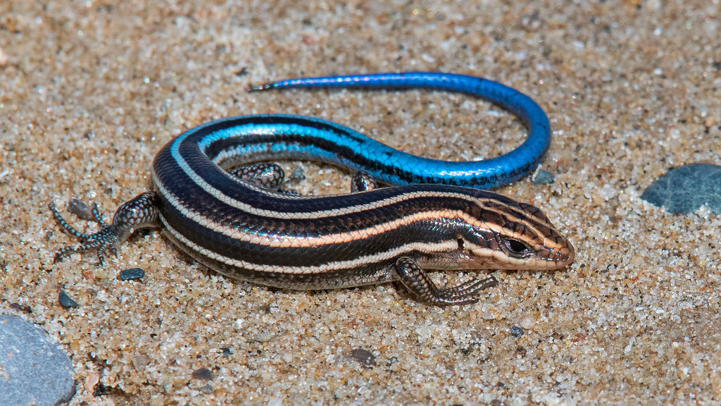 <p>Common Five-lined Skin</p>