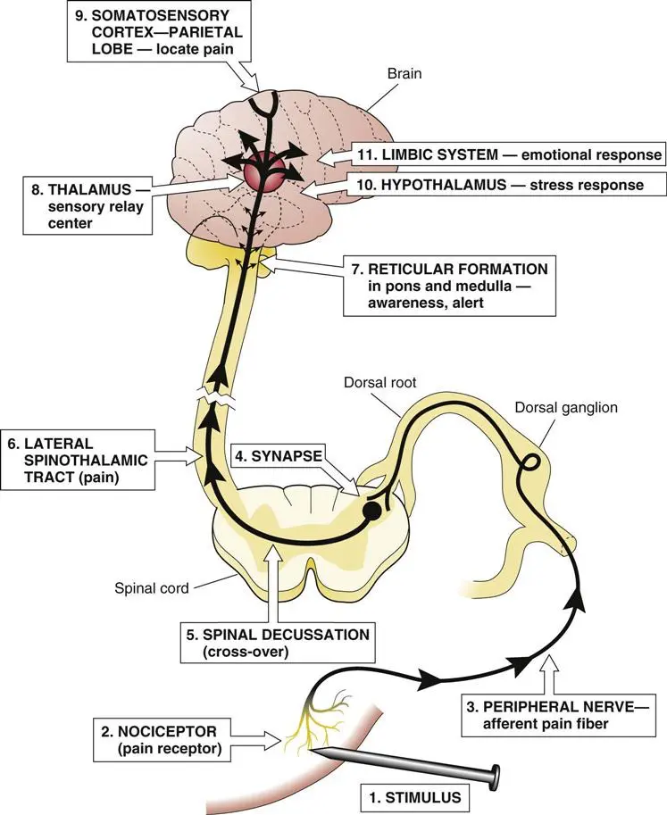 <p>Nociceptors generate an action potential from a stimulus. The nociceptors pass this signal to other neurons until it reaches the brain. There, the brain perceives the signals as pain. </p>