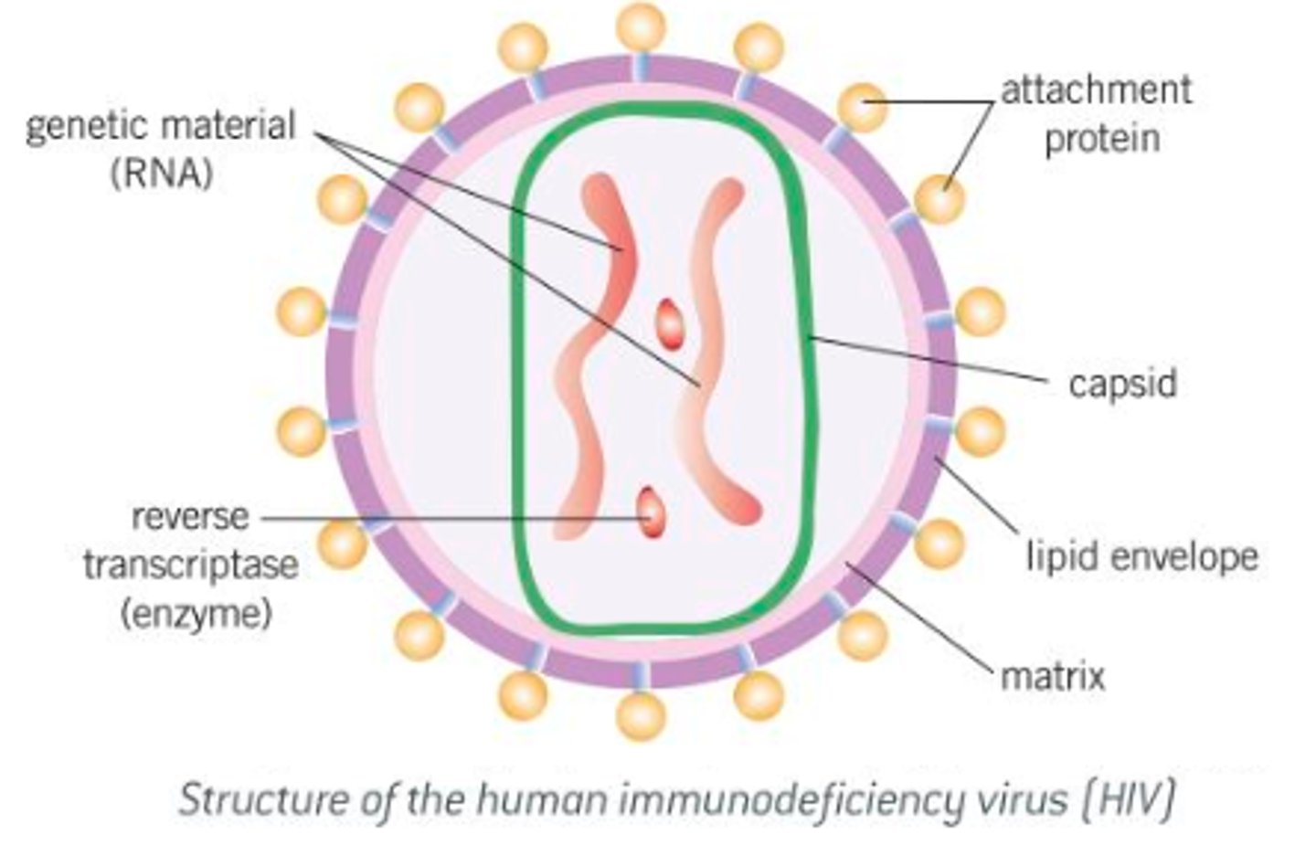 <p>- Acellular, non-living particles.<br>- Smaller than bacteria, ranging in size from 20-300 nm.<br>- Contain nucleic acids such as DNA or RNA as genetic material, but can only multiply inside living host cells.<br>- Nucleic acid is enclosed within a protein coat known as a capsid.<br>- Some viruses, like the human immunodeficiency virus, are further surrounded by a lipid envelope.<br>- The lipid envelope (or the capsid, if the lipid envelope isn't present) have attachment proteins, essential to allow the virus to identify and attach to host cells.<br>- Viruses don't have a cell-surface membrane, cytoplasm or ribosomes.</p>