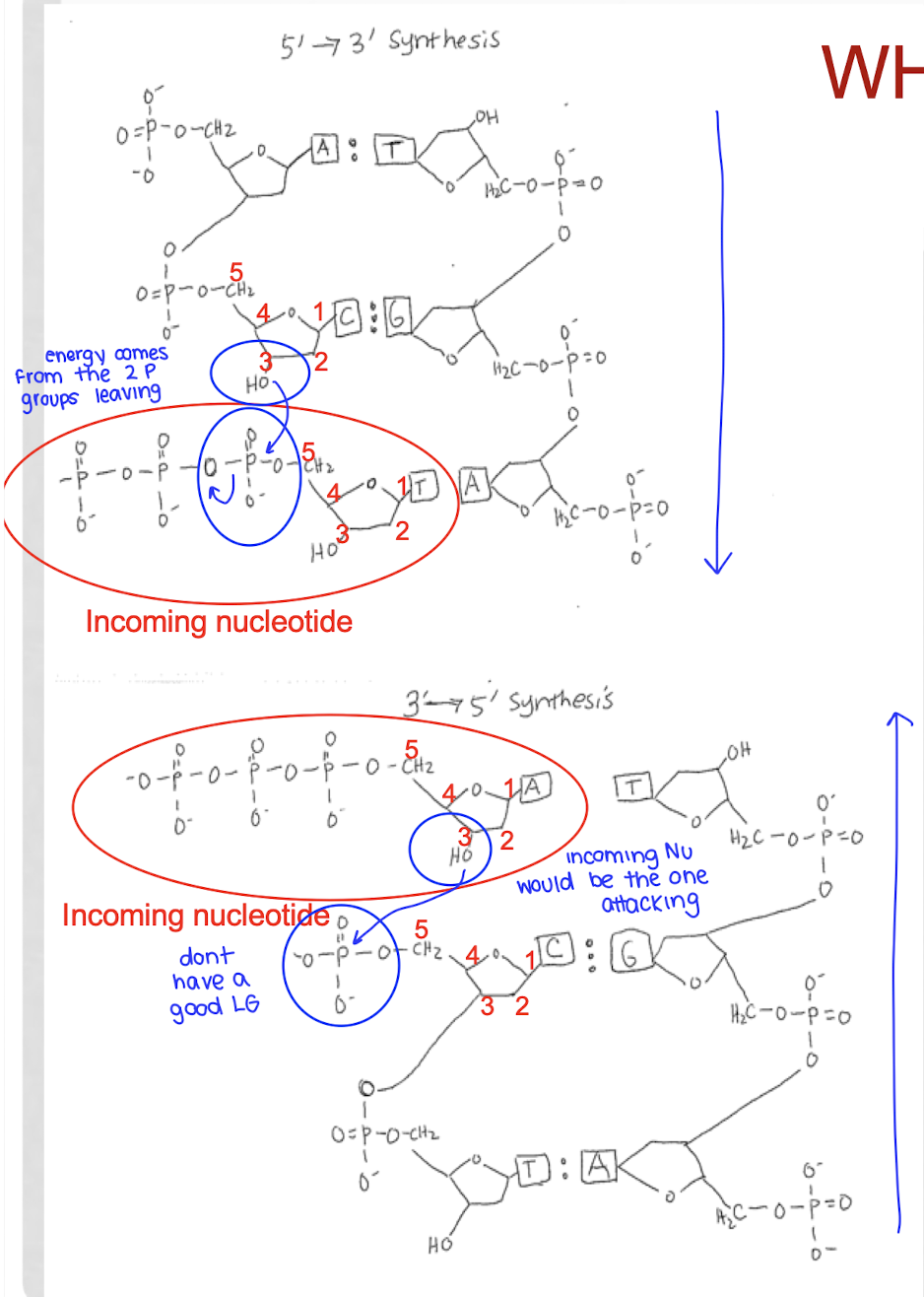 <p>because then the reaction couldn’t be favored with the release of PPi, which is very favorable</p><p>the oxygen with the w P is a good LG to allow the bond to form between the 3’ O and the a-P of the incoming nucleotide</p><p></p><p>if it tried to proceed in the 3’ → 5’ direction?</p><ul><li><p>the 3’OH of the incoming nucleotide would have to attack the P group of the last added nucleotide</p><ul><li><p>that is not possible as there is no good LG</p></li><li><p><span>if replication were to occur in the 3' to 5' direction, this energy would come from the 5' phosphate group already incorporated into the nucleotide, which is a less stable leaving group and thus less energetically favorable</span></p></li></ul></li></ul><p></p>