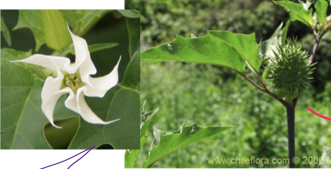 <p>What is the name of this plant?</p>