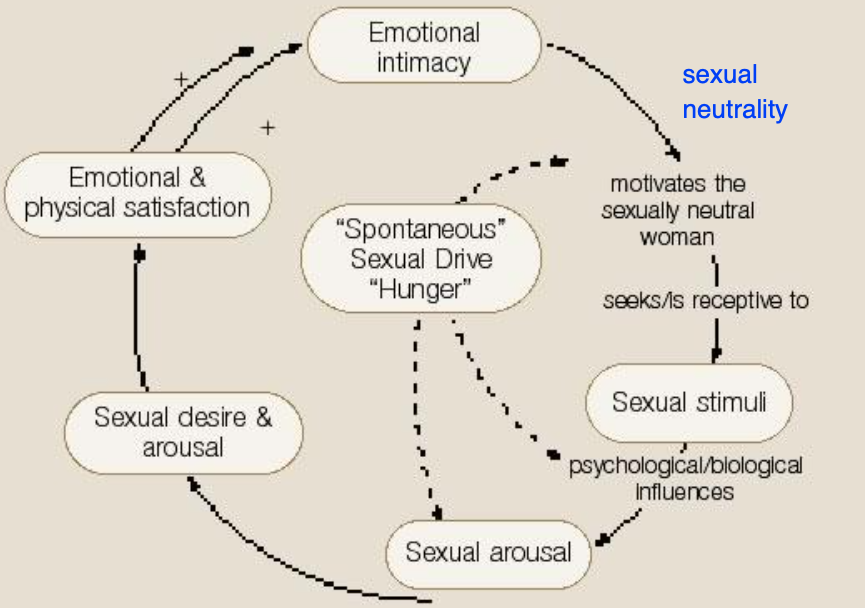 <p>beschrijft seksuele opwinding en verlangen als een circulair proces, in plaats van een vast lineair verloop.</p><p>Seksuele neutraliteit waarin je in zekere mate receptief bent voor of op zoek gaat naar seksuele stimuli - wordt gemotiveerd door spontaan seksueel verlangen in jezelf</p><p>- Impact van seksuele stimuli wordt beïnvloed door psychologische/biologische processen: indien deze positief verwerkt worden, ontstaat lichte vorm van seksuele opwinding die wordt verdergezet in hogere seksuele opwinding en verlangen</p><p>- Je gaat verder mee in de seksuele activiteit en dit voelt goed aan (emotionele en fysieke satisfactie).</p><p>- Op basis van klinische ervaring van Basson bij vrouwen: hier stopt het niet - men ervaart hierna vaak een sterke emotionele connectie/intimiteit, en deze heeft op zich een extra motiverende waarde om in seksuele neutraliteit toch meer receptief te zijn voor en op zoek te gaan naar seksualiteit; emotionele intimiteit als motivator voor seksuele activiteit</p><p>Het model maakt onderscheid tussen:</p><p>1. Spontaan verlangen: ontstaat van binnenuit, motiveert om seks te zoeken.</p><p>2. Responsief verlangen: ontstaat tijdens seksuele opwinding.</p>