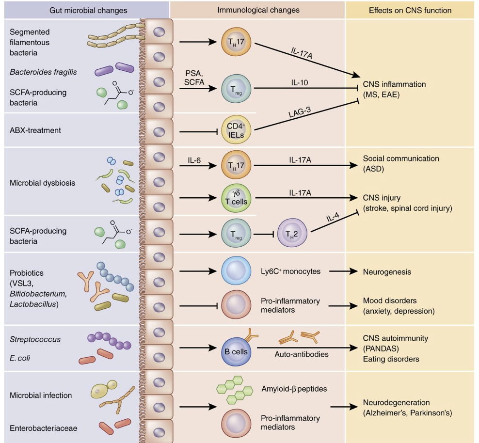 <ul><li><p>the microbiome directs changes in the immune system, which affects CNS function</p></li></ul><p></p>
