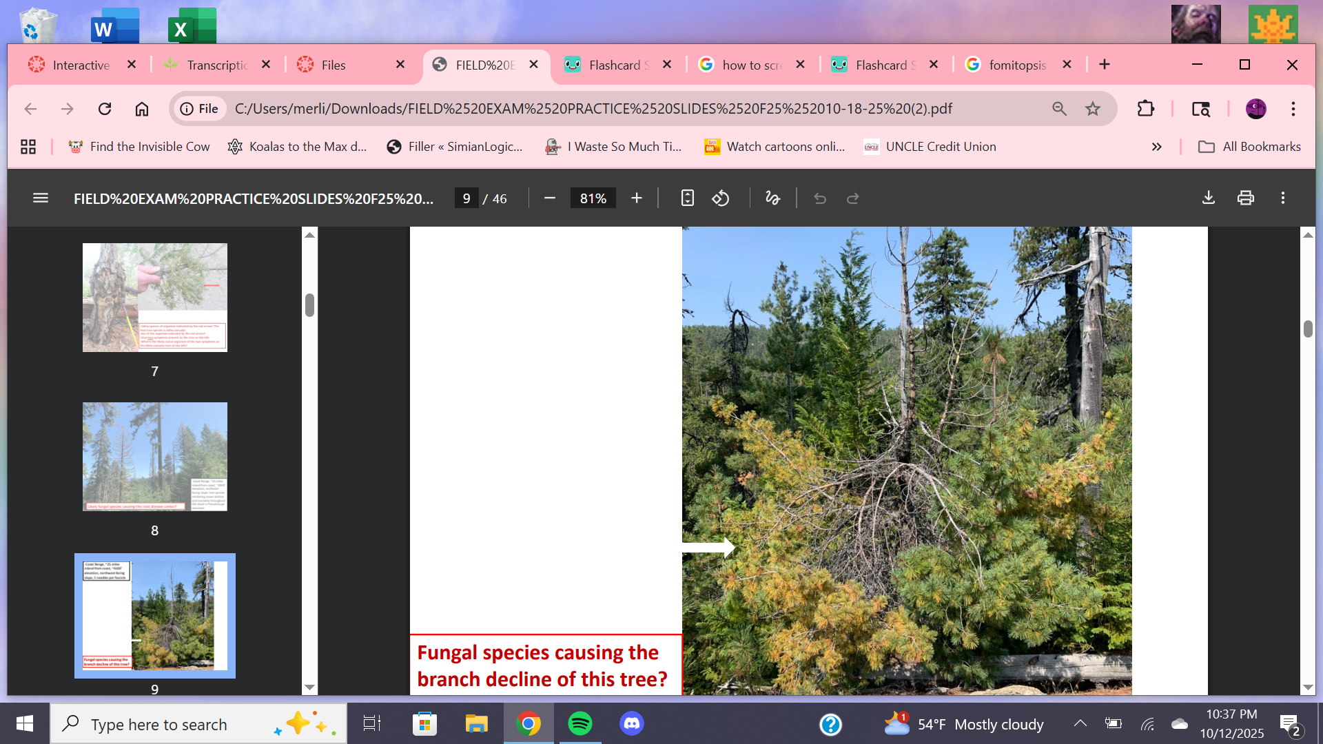 <p>Fungal causal agent on 5 needle pine? (Pinus strobis)</p>