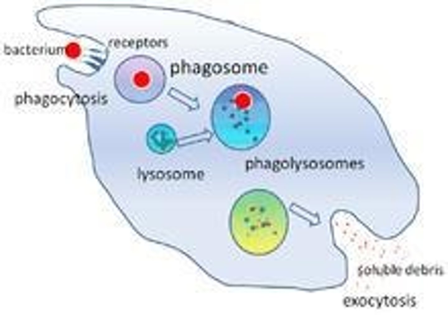 <p>Cells that engulf and digest pathogens as part of the internal defenses.</p>