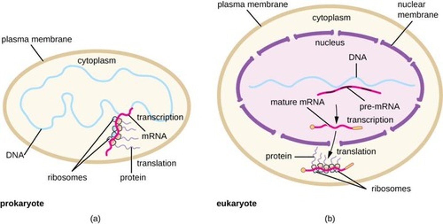 <p>Cells without a nucleus, transcription and translation simultaneous.</p>