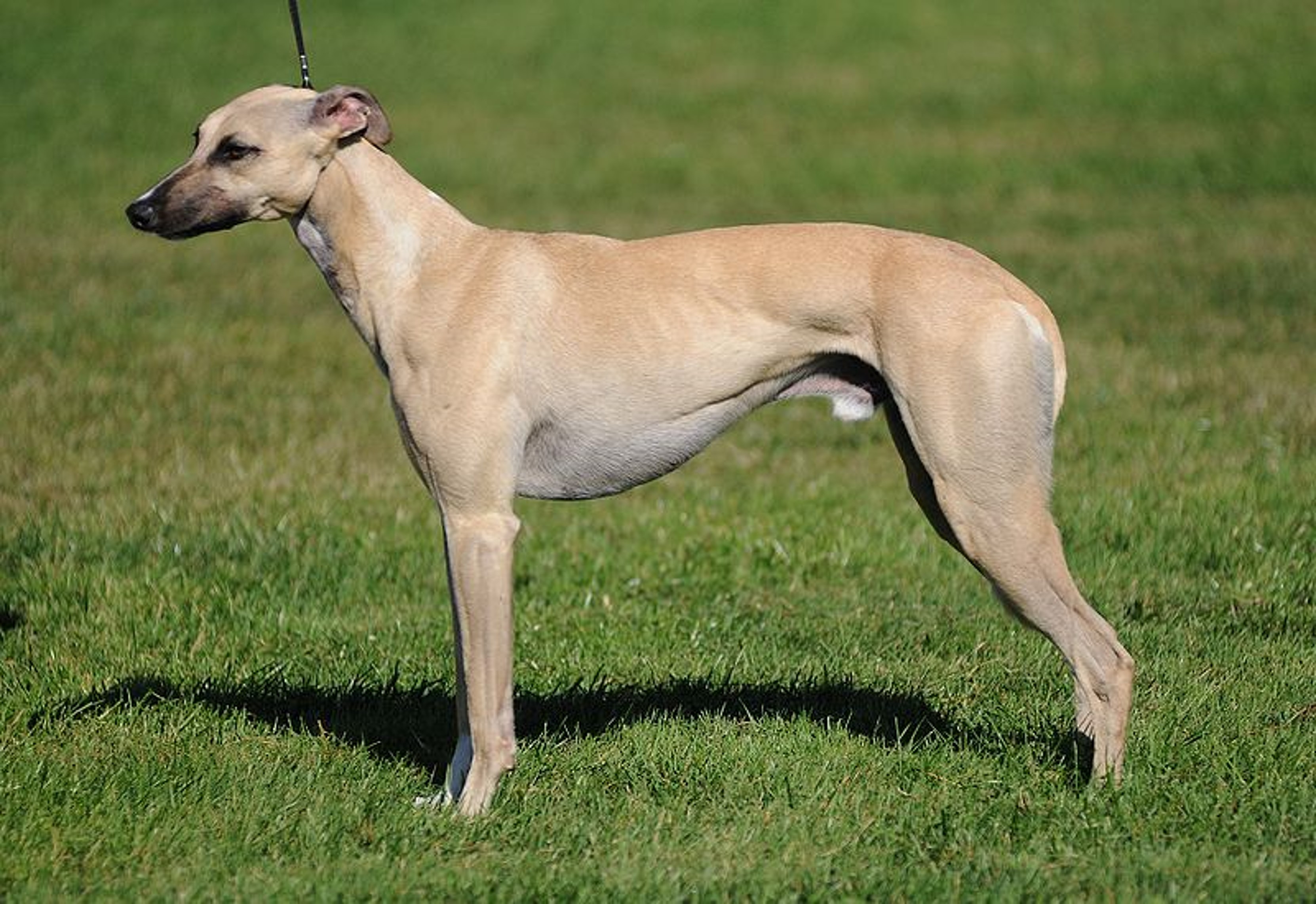 <p>Grey Hound</p>