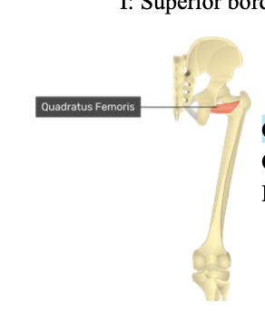 <p>o: lateral ischial tuberosity </p><p>i: intertrochantic crest of the femur </p>