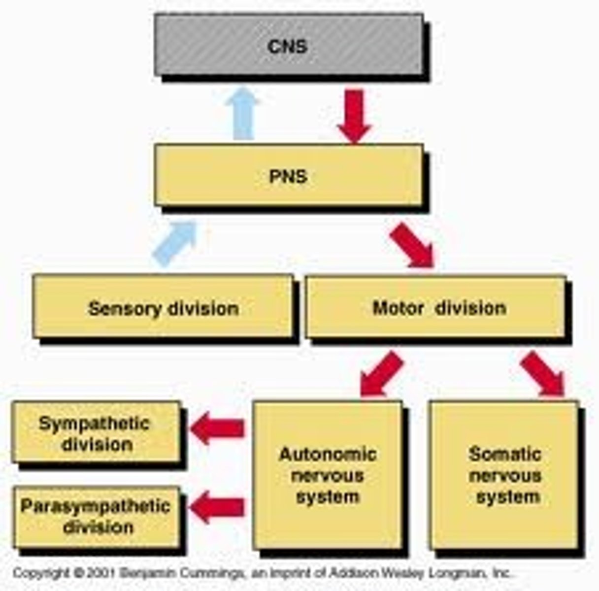 <p>somatic nervous system and autonomic nervous system</p>