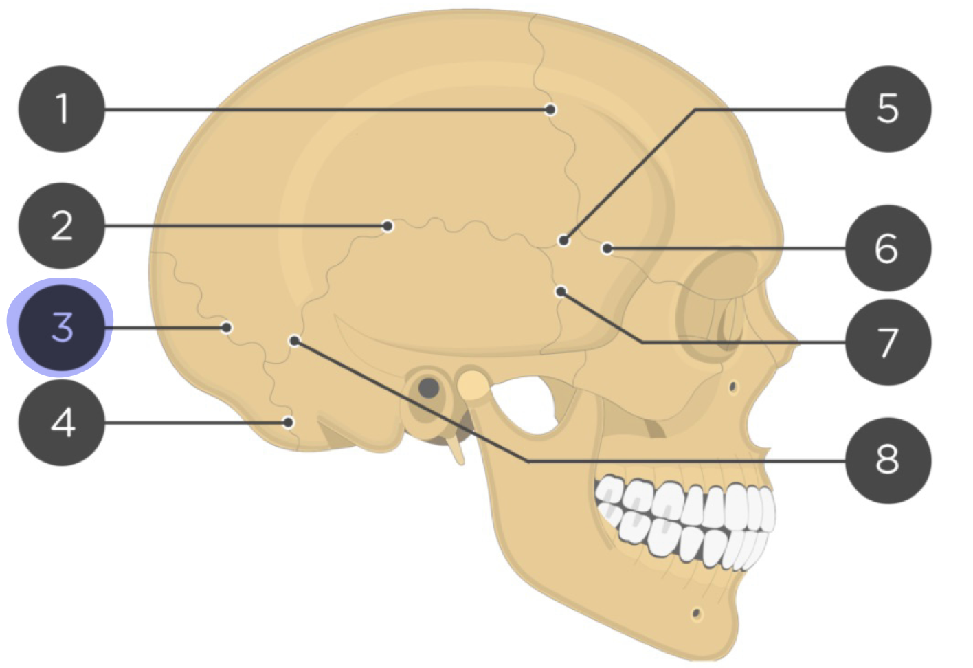 <p>Suture that joins parietal bones with occipital bone</p>