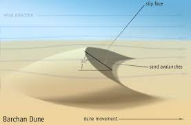 <p>barchans </p><ul><li><p>a dune develops due to sand deposition, with sand being blown to a crest and then down a slip face which is steeper than the prevailing side </p></li><li><p>more sand blows around the base of the dune creating a crescent shape (the horns of the dune are extended around the base)</p></li></ul><p>seif dunes </p><ul><li><p>a barchan can develop into one when the wind direction changes and one horn is extended more than another </p></li><li><p>commonly found in extensive areas of sand (sand seas)</p></li><li><p>other slip faces may develop as it elongates </p></li></ul>