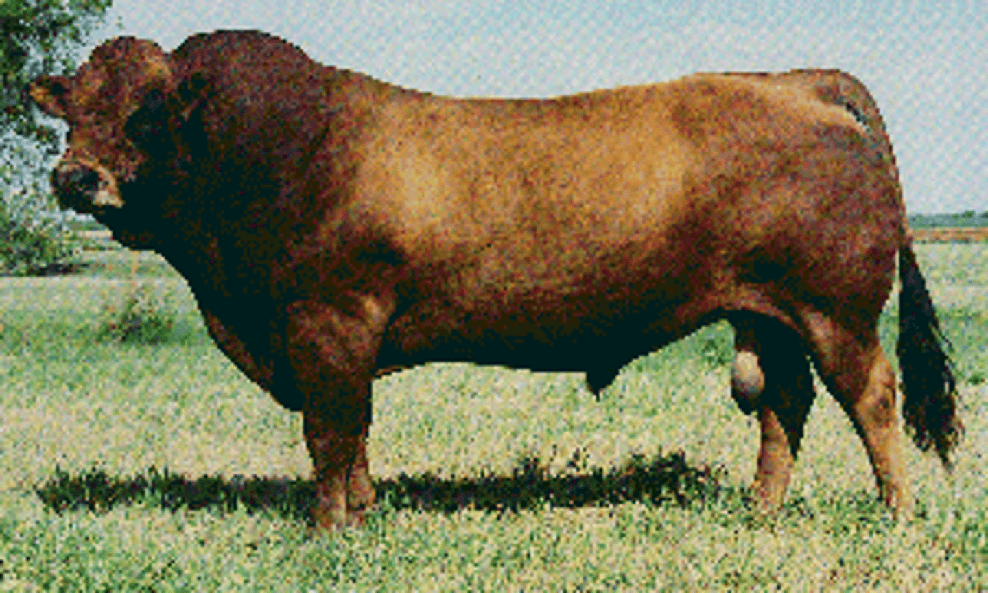 <p>Continental (EUROPEAN) cattle breed:</p><p>-from France</p><p>-wheat-colored</p><p>-may be too fat and thin muscled</p><p>-good on first-calf heifers</p><p>-good elevation</p><p>-minor breed= least production</p>