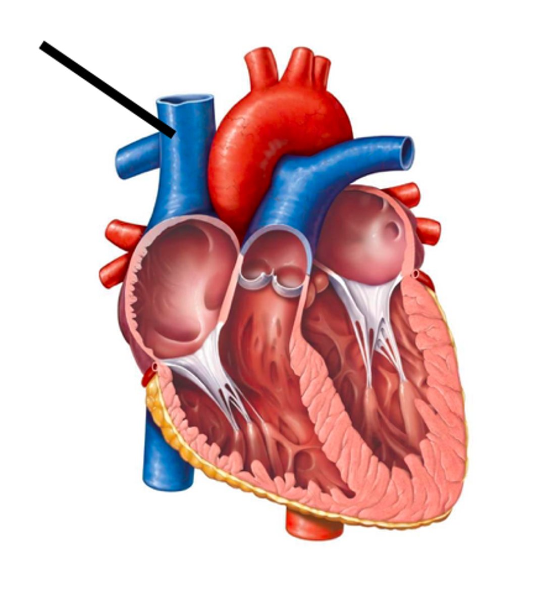 <p>a large vein carrying deoxygenated blood into the heart</p>