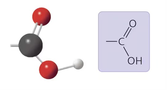 <ul><li><p>compound name: carboxylic acid/organic acid</p></li><li><p>properties: polar, acidic b/c it tends to ionize, source of H+ ions</p></li><li><p>examples: acetic acid, fatty acids, sugars, carboxylate ions</p></li></ul>