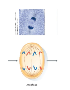 <p>Mitosis – Anaphase</p>