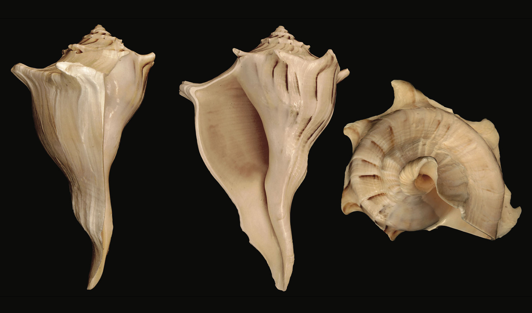 <p>Lightning Whelk</p><p></p>