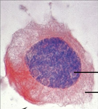 <p>what stage of mitosis?</p>