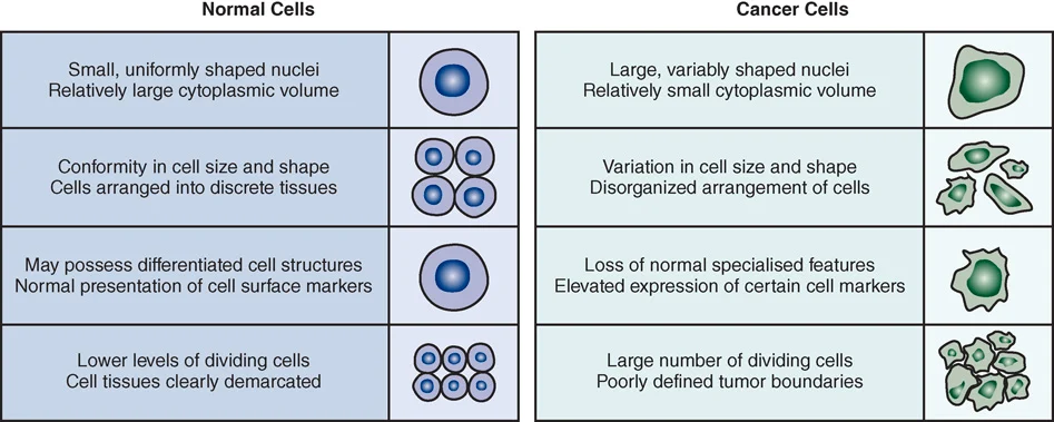 <p>Nuclei size, conformity, cell structures, dividing rate</p>