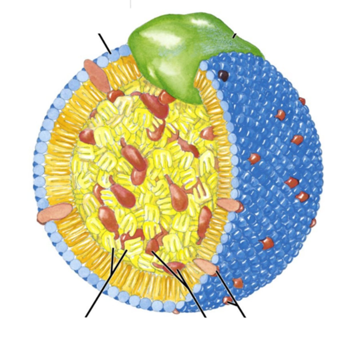 <p>The yellow inside is hydrophobic.</p><p>The type of lipoprotein is partially defined by the green blob.</p><p>The green blob is an apoprotein.</p>