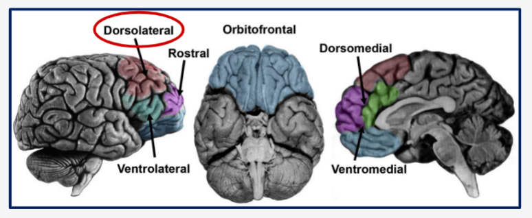 <p>Subdivisions of the PFC</p>
