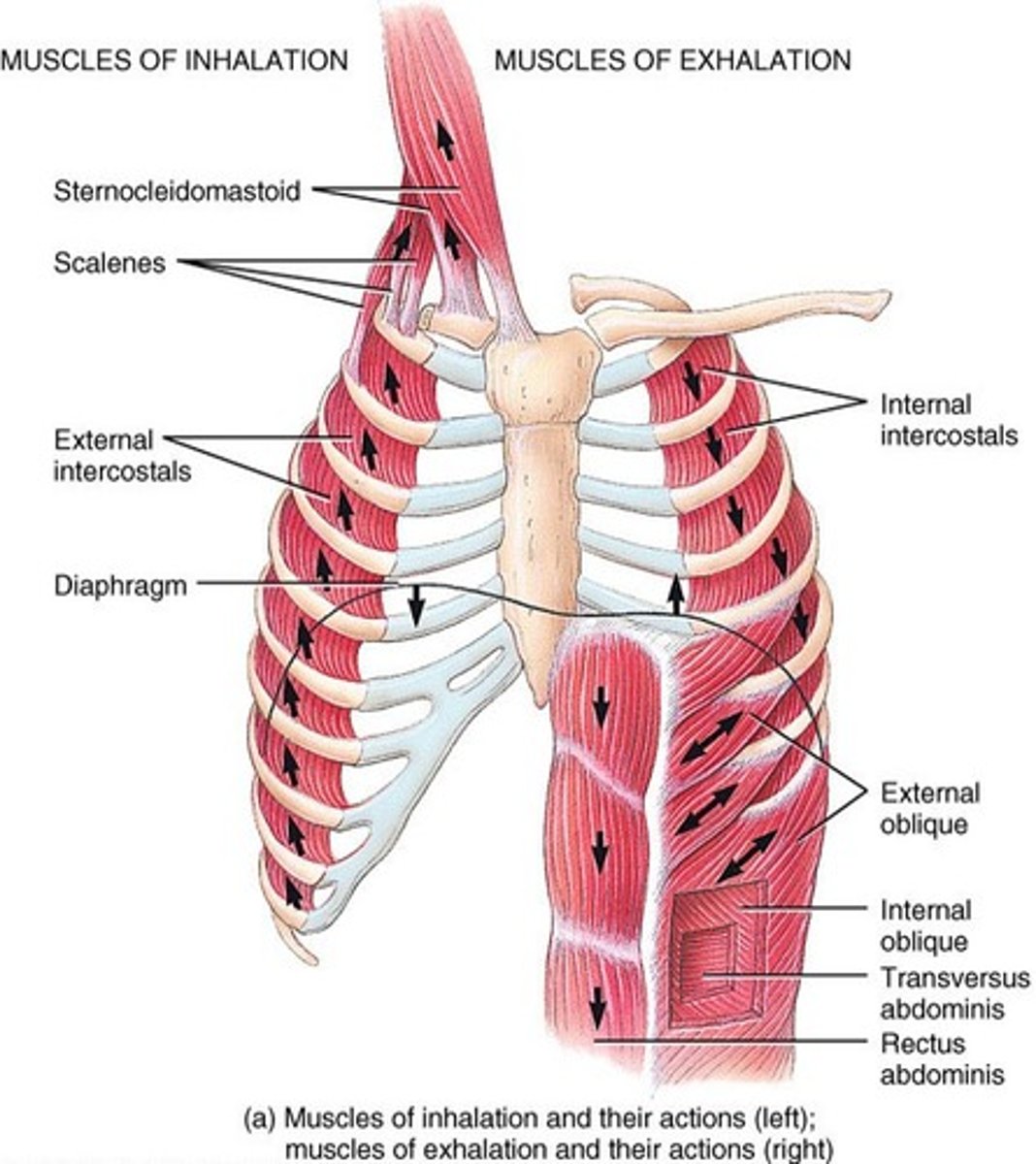 <p>Subcostals</p><p>Internal Intercostals</p><p>Transverse Thoracis</p><p>Quadratus Lumborum</p><p>Serratus Posterior Inferior</p>