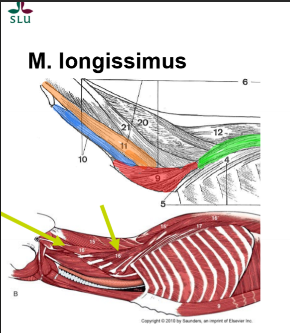 <p>Gul och blå, O, I </p>
