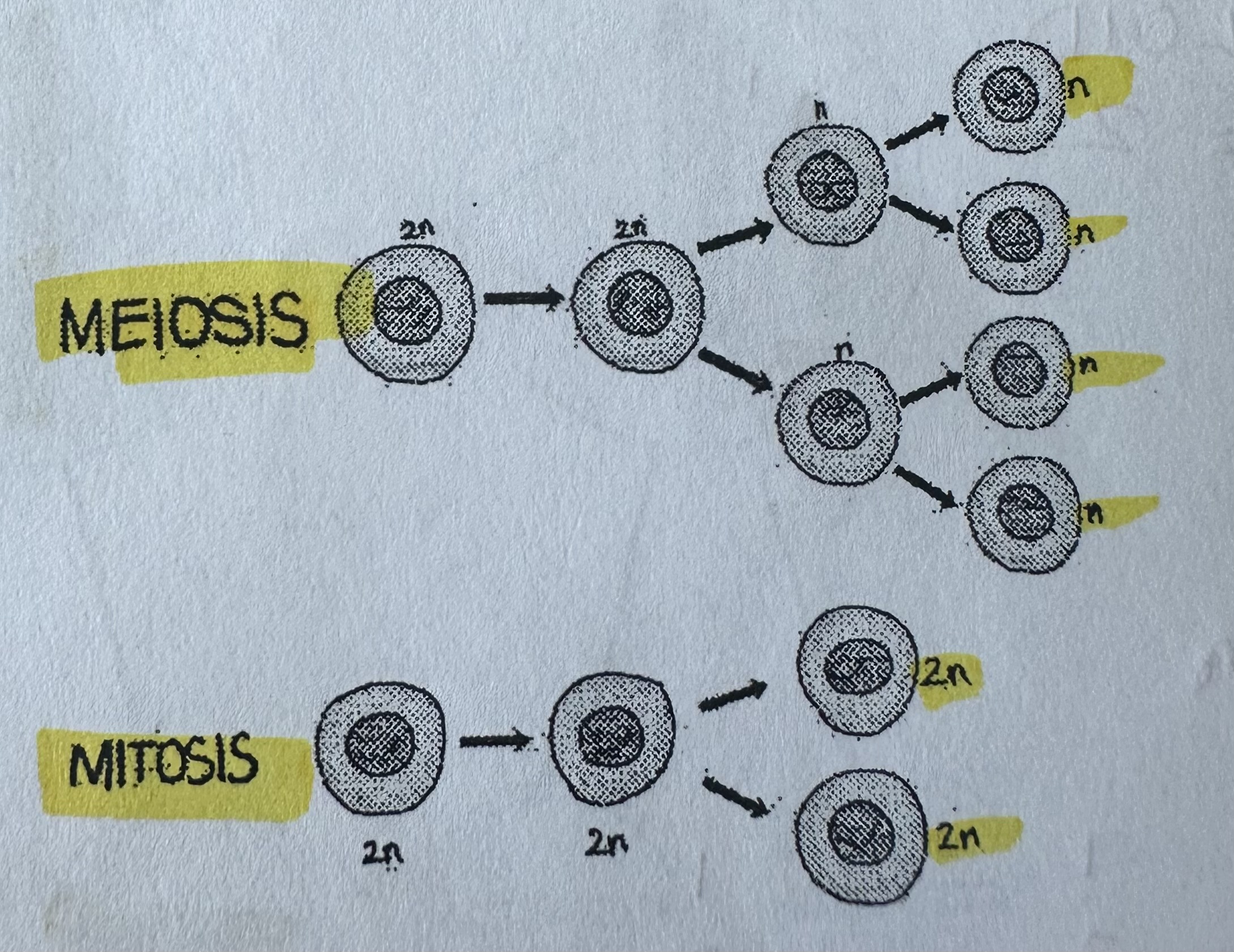 <p><strong>Meiosis</strong> = 4 daughter cells (2 divisions)</p><p><strong>Mitosis</strong> = 2 daughter cells (1 division)</p>