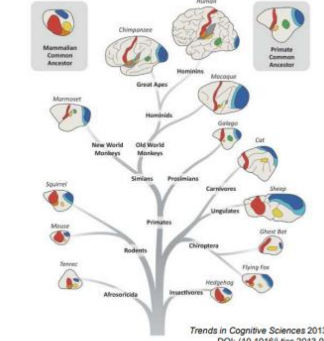 <p>Il y a un plan de base (Bauplan) conservé à travers les espèces. Puis un grand développement des aires associatives, surtout hétéromodales, chez l’homme.</p><p>➢ Les zones primaires sont plus ou moins pareilles.</p><p>➢ C’est l’entendue de la zone hétéromodale et associatives qui distingue l’homme de son plus proche cousin (chimpanzé) : il s’agit d’une zone avec une myélinisation plus tardive (maturation longue : 20-25ans), avec une plus grande variabilité interindividuelle (tempérament, caractère,…) = ce qui donne nos différences. Ce sont ces régions qui ont les connection à plus longue distance</p>