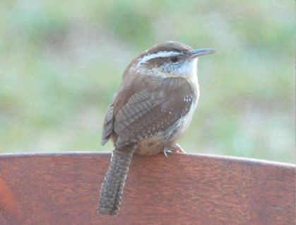 <p>Identify the species shown:&nbsp;</p>